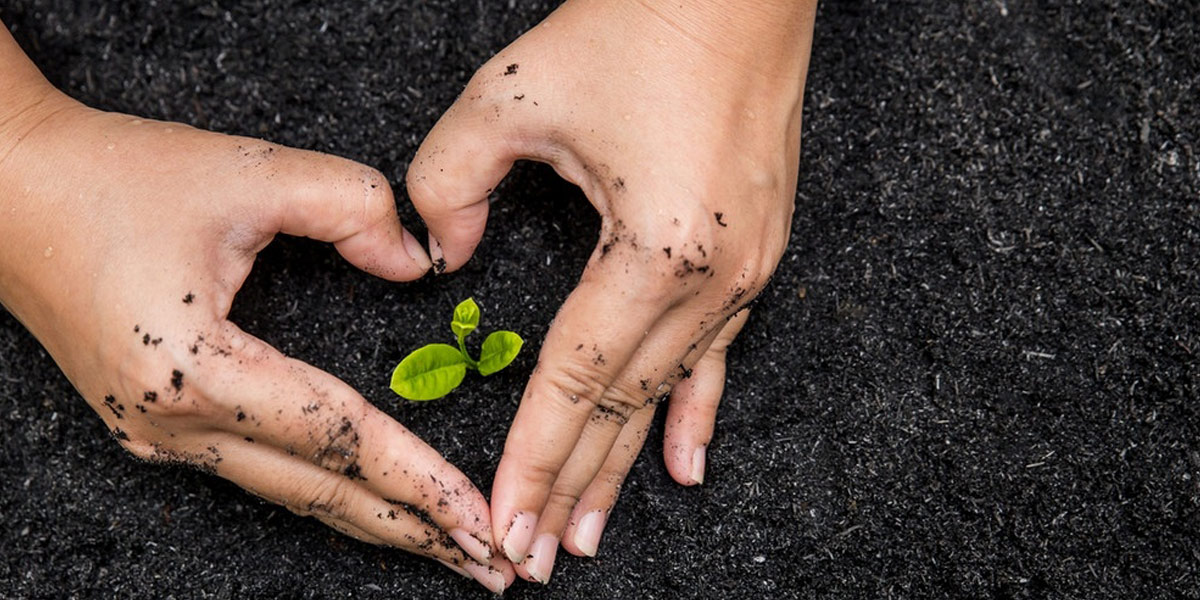 biochar du charbon de bois actif dans votre sol 2