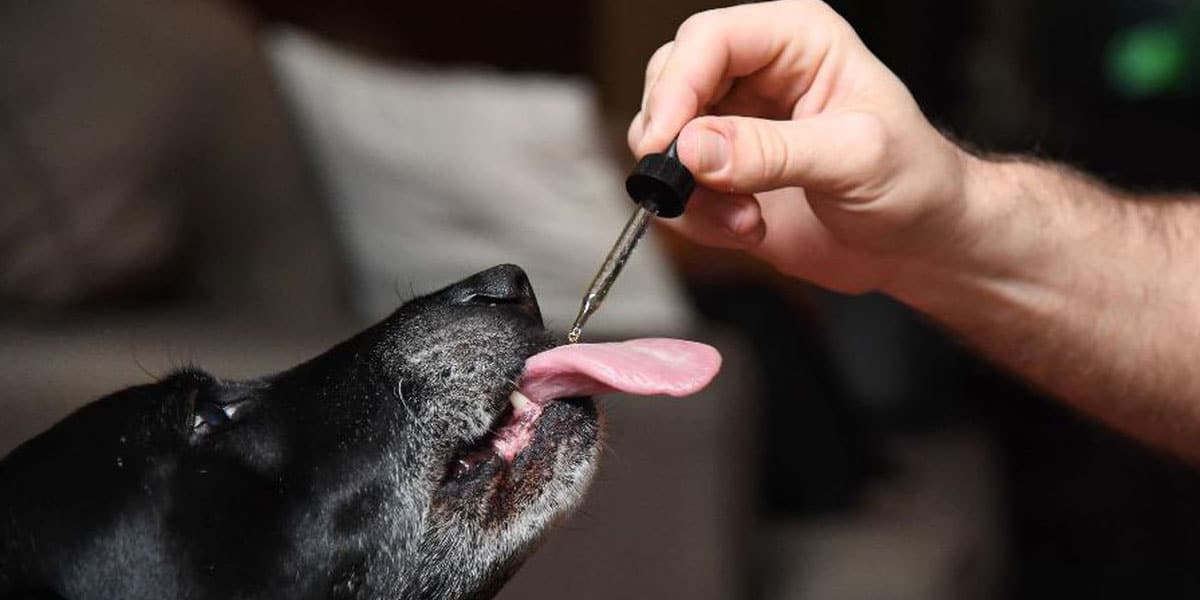 canopy growth à la rescousse des animaux anxieux 1