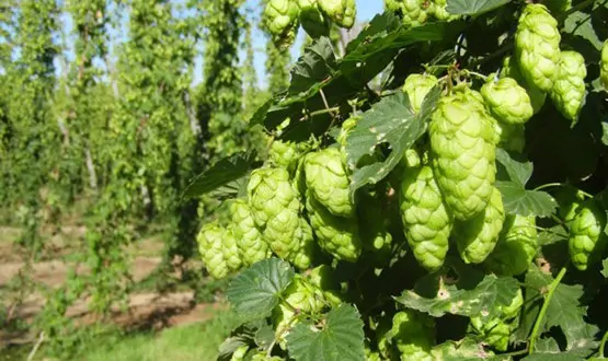 du nouveau chez heineken la gamme hi fi hops 1