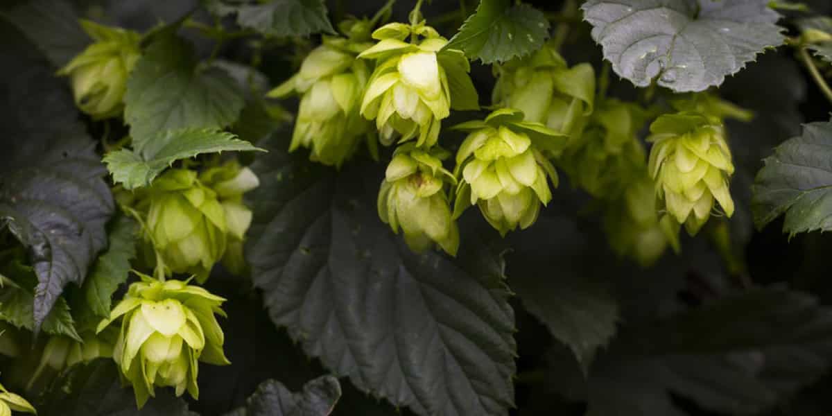 l huile rsho du cbd à base de houblon