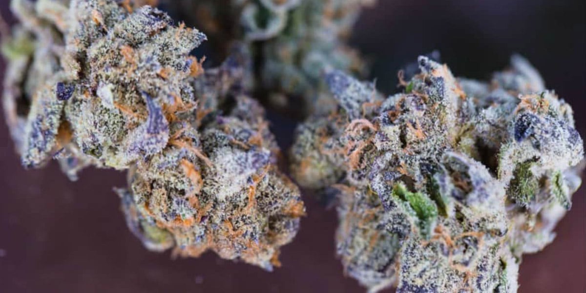 la frost atteint 387 de thc