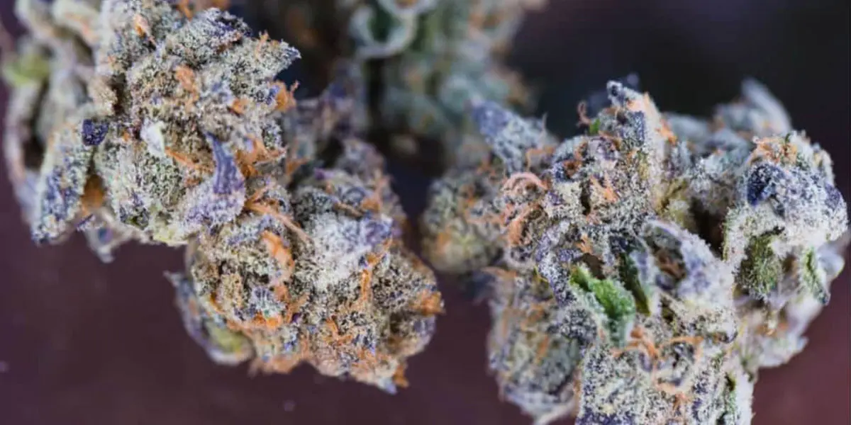 la frost atteint 387 de thc