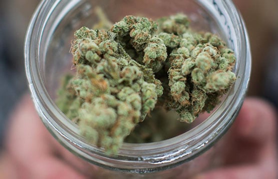 la légalisation du cannabis dans le cercle polaire 5