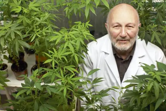 cannabis therapeutique