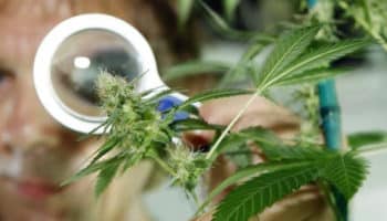 la recherche sur le cannabis est prometteuse au canada 1