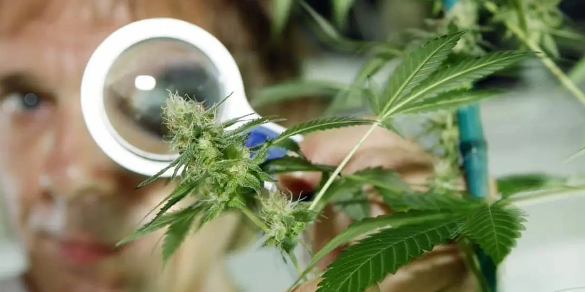 la recherche sur le cannabis est prometteuse au canada 1