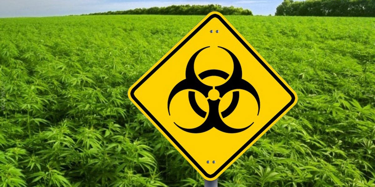 le cannabis génétiquement modifié 1