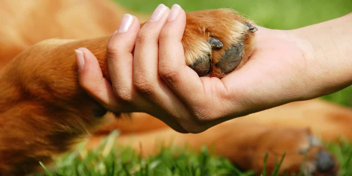 le cbd devrait être administré aux agés 2