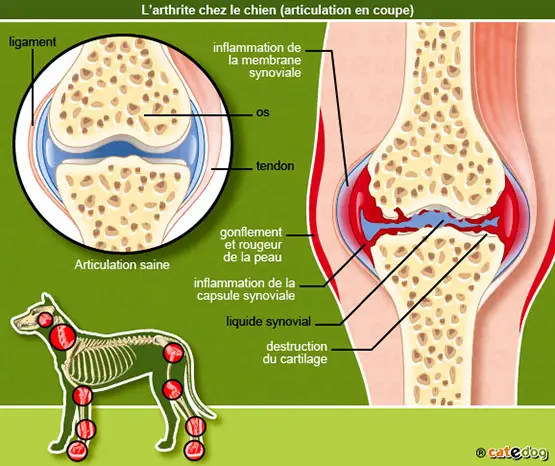 chiens souffrant