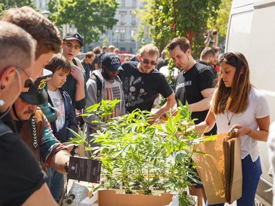 cannabis médical ,portugal