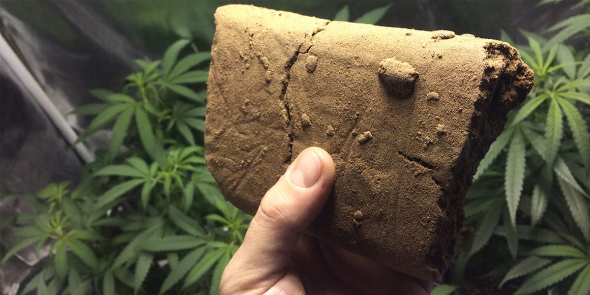 les différentes variétés de haschich