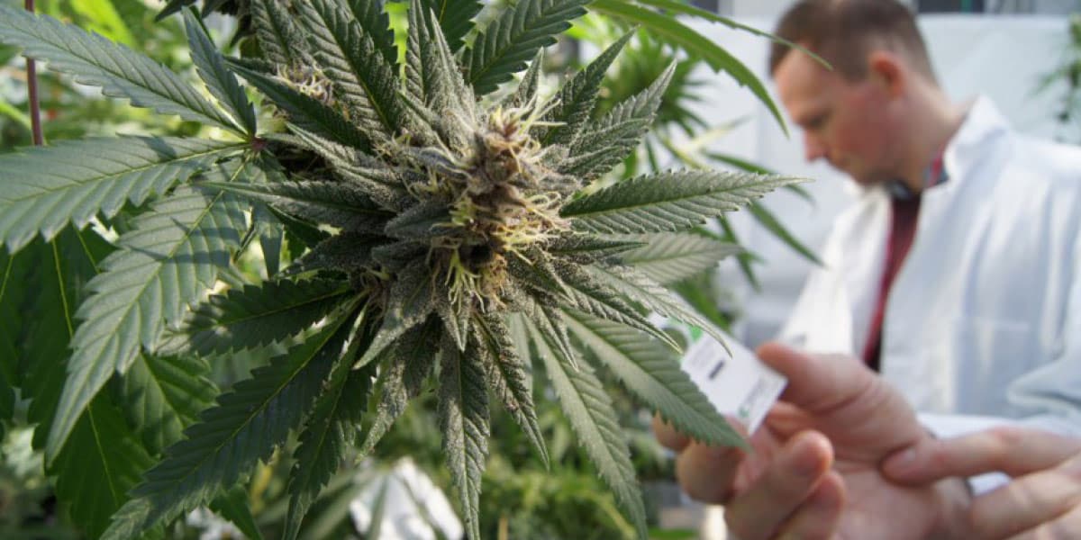 partenariat entre israël et la suisse pour améliorer le cannabis thérapeutique 2