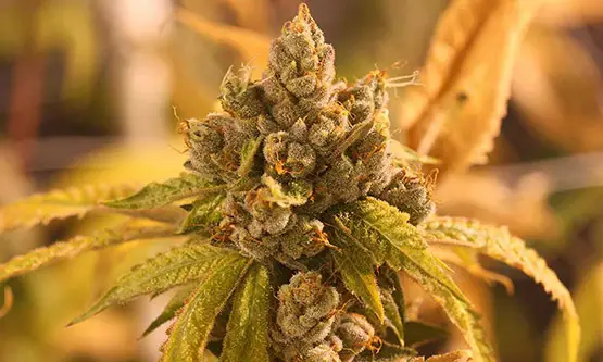 top 10 des variétés 2018 1 10 variétés de cannabis les plus primées