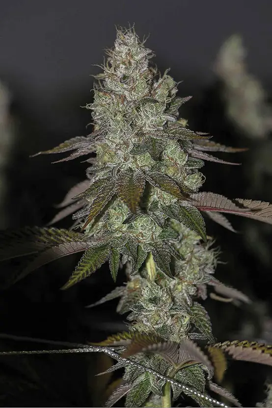 top 10 des variétés 2018 2 10 variétés de cannabis les plus primées