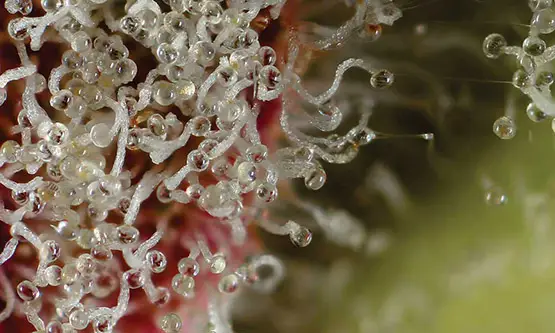 top 10 des variétés 2018 10 variétés de cannabis les plus primées