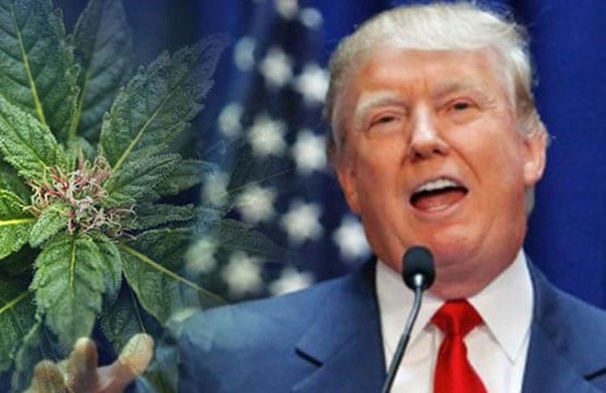 Trump veut la fin de l'interdiction fédérale du cannabis