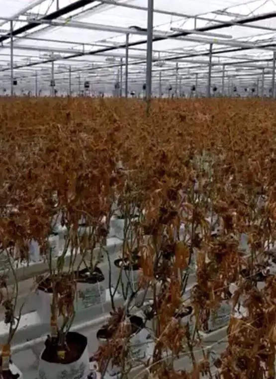 désastre dans une installation de chez canopy growht perte totale