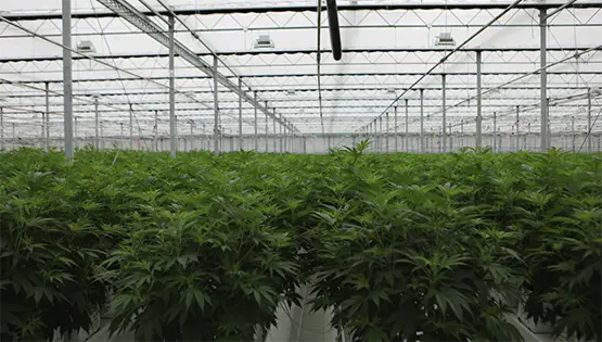 désastre dans une installation de chez canopy growht perte totale