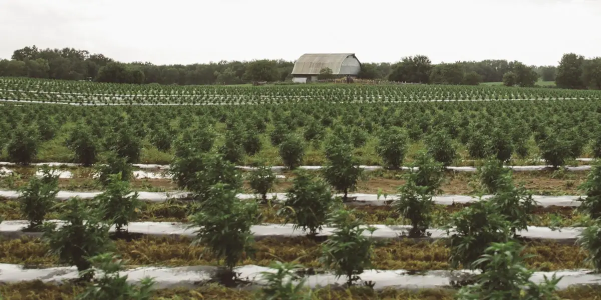 le chanvre industriel plus rentable que le tabac au kentucky 3