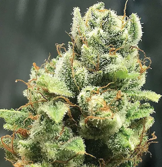 les 10 variétés de cannabis les plus primées au cours de l année 1 10 variétés de cannabis les plus primées