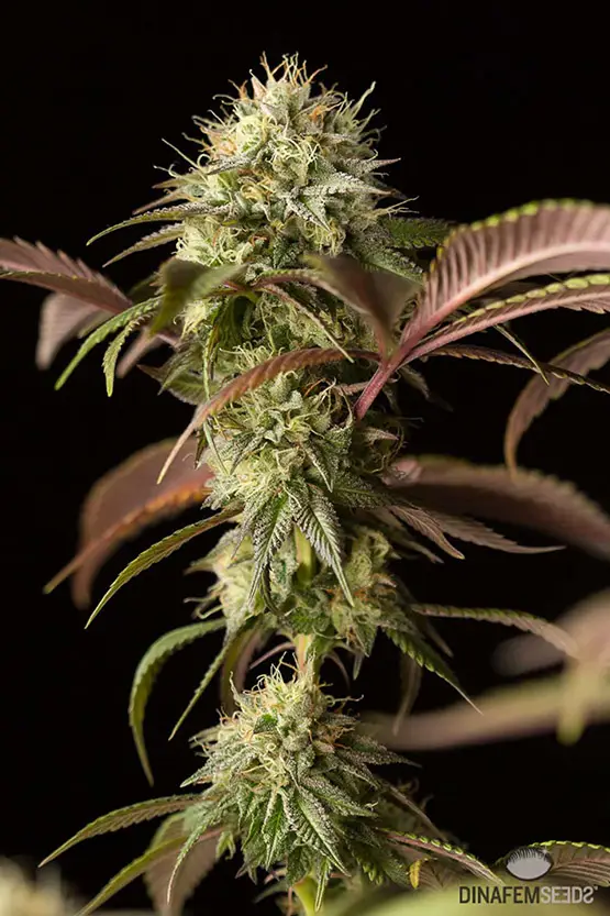 les 10 variétés de cannabis les plus primées au cours de l année 2 10 variétés de cannabis plus primées