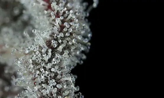 les 10 variétés de cannabis les plus primées au cours de l année 3 10 variétés les plus primées