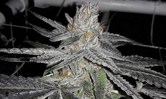 les 10 variétés de cannabis les plus primées au cours de l année 4 10 variétés de cannabis les plus primées