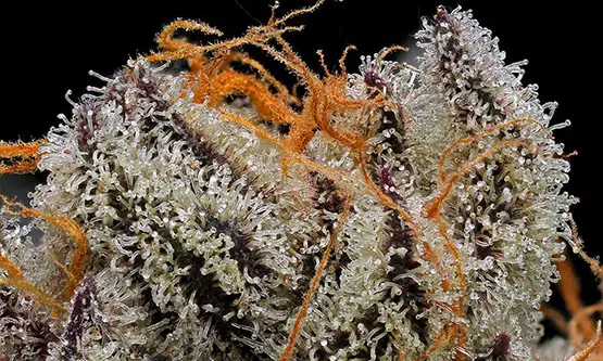 les 10 variétés de cannabis les plus primées au cours de l année 5 10 variétés de cannabis