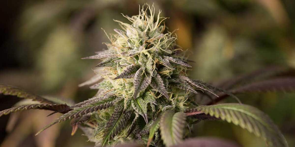 les 10 variétés de cannabis les plus primées au cours de l année 6
