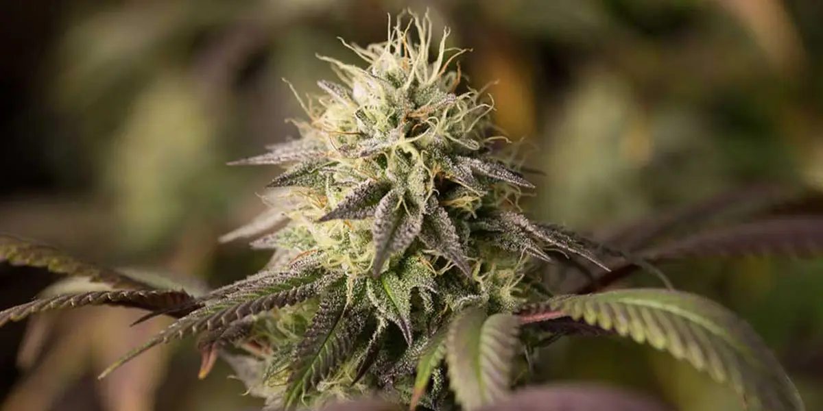 les 10 variétés de cannabis les plus primées au cours de l année 6