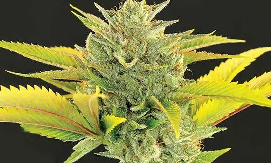 les 10 variétés de cannabis les plus primées au cours de l année 10 variétés de cannabis les plus primées