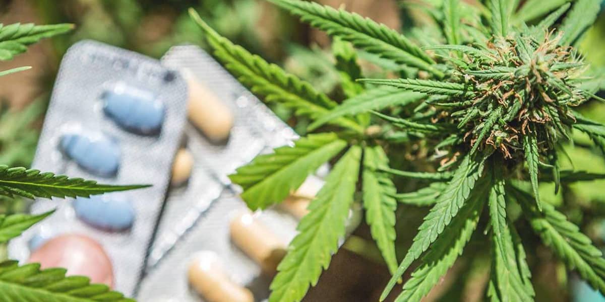 nouvelle recherche sur les propriétés analgésiques du cannabis 2