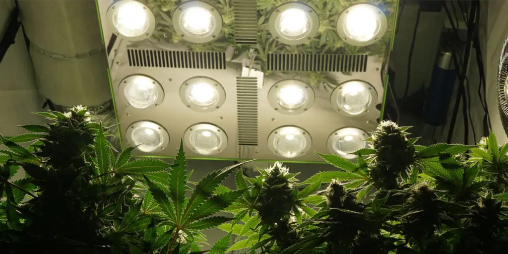 optilux led grow light la lumière la plus puissante du monde haute qualite