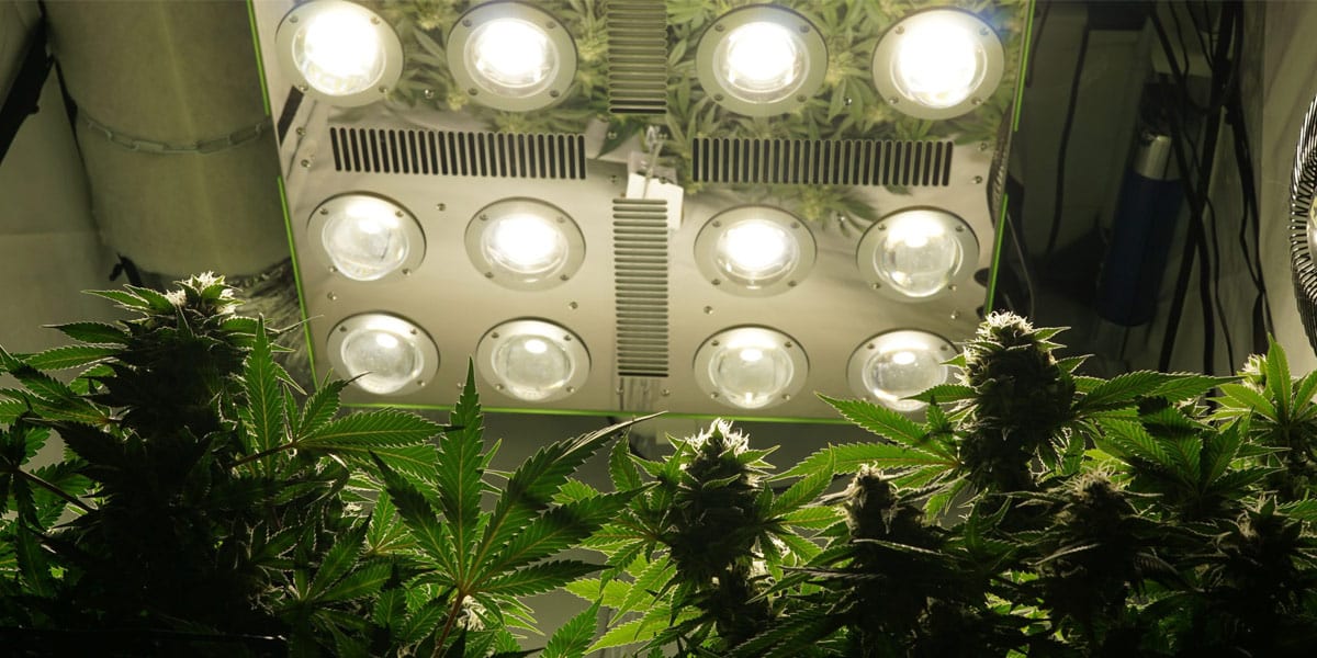 optilux led grow light la lumière la plus puissante du monde