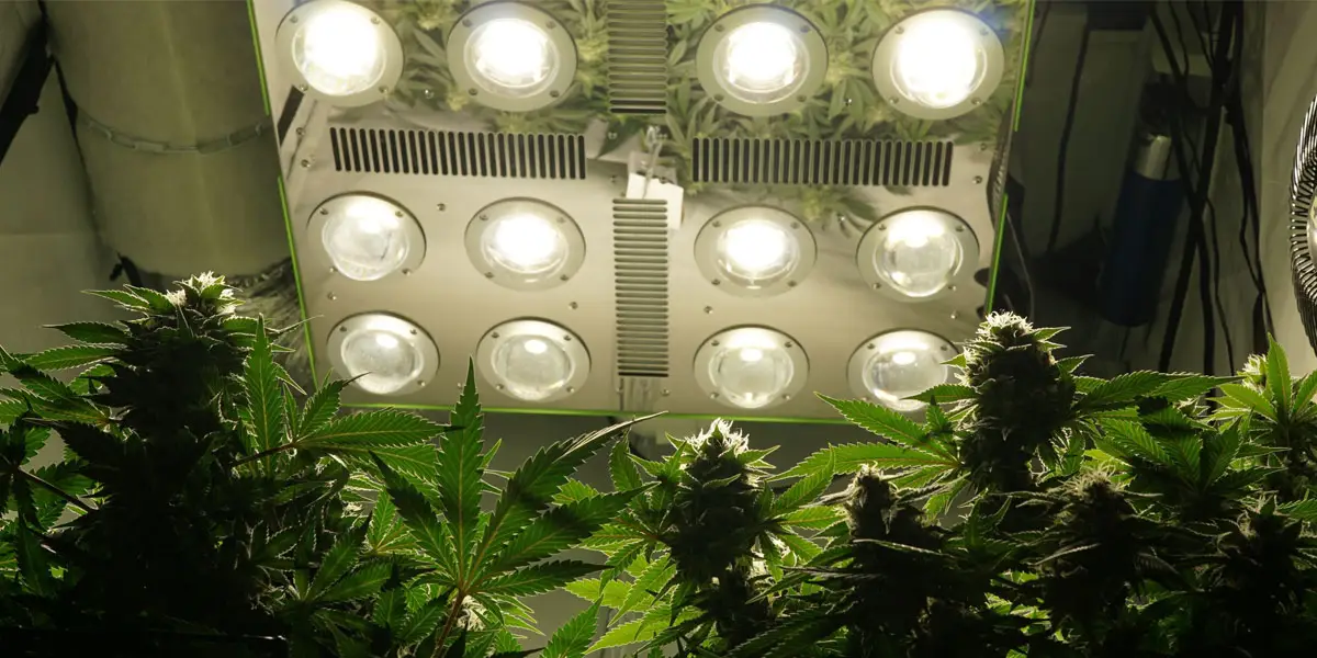 optilux led grow light la lumière la plus puissante du monde