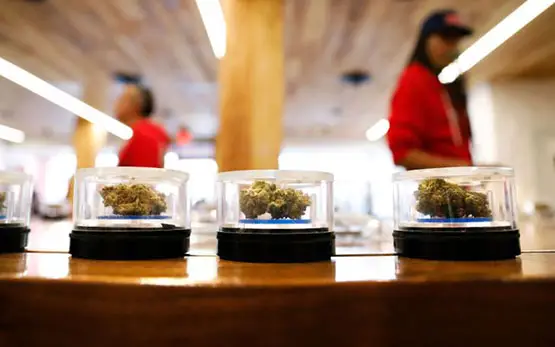 industrie cannabis