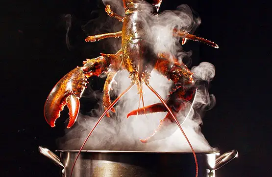 Un restaurant du Maine donne de l'herbe à ses homards