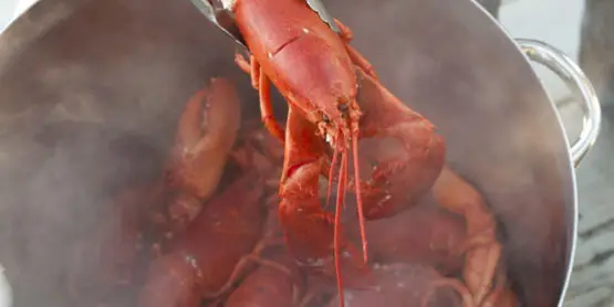 Un restaurant du Maine donne de l'herbe à ses homards