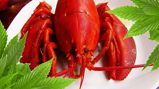 Un restaurant du Maine donne de l'herbe à ses homards