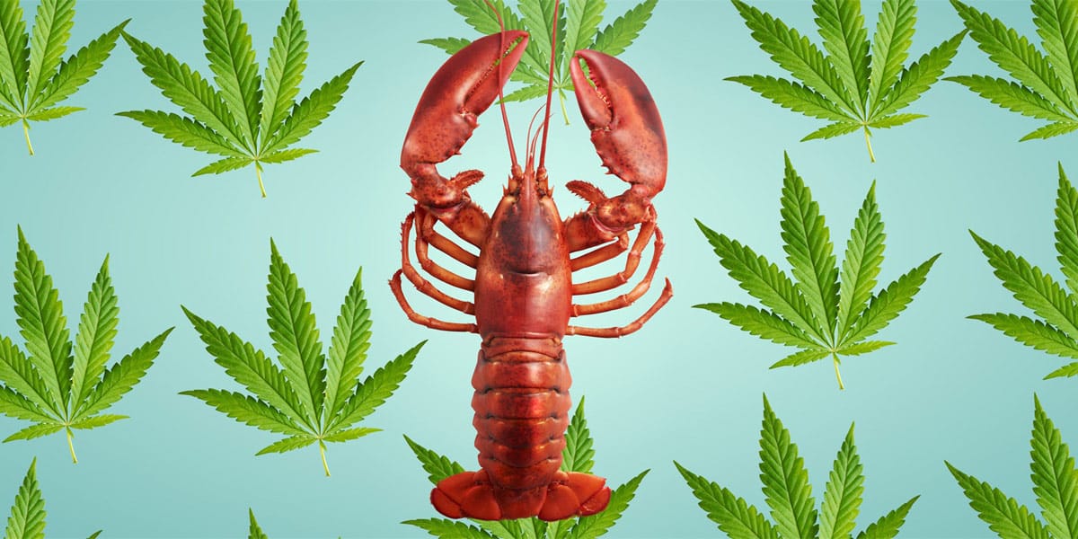 un restaurateur du maine donne de l herbe à ses homards