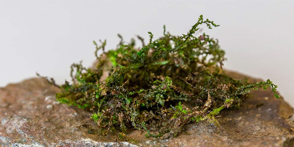 certaines mousses contiennent un analgésique semblable à celui du cannabis