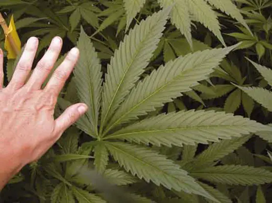  feuille de cannabis feuilles cannabis