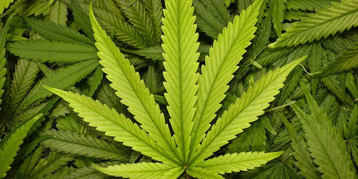 comment tirer les avantages des feuilles de cannabis 2
