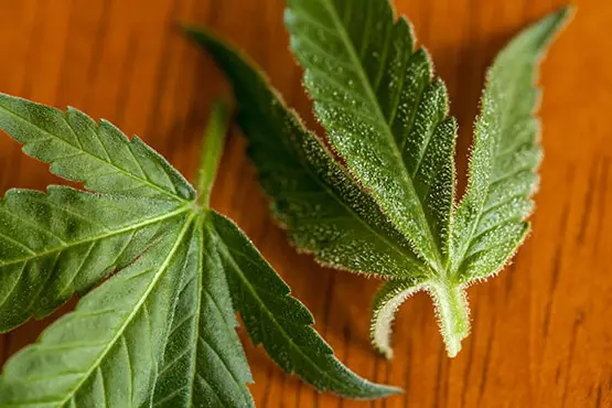  feuille de cannabis feuilles cannabis