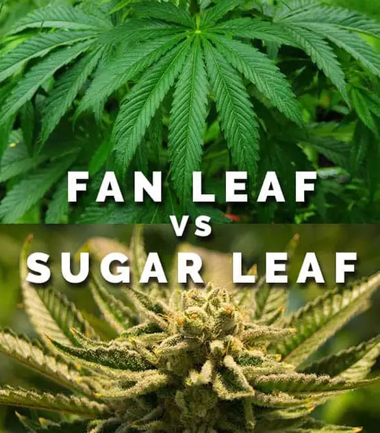  feuille de cannabis feuilles cannabis