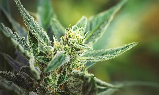  feuille de cannabis feuilles cannabis