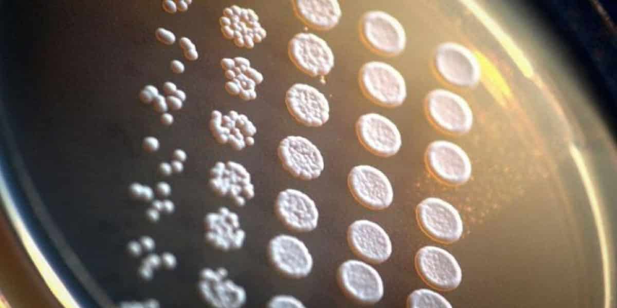 des scientifiques vont mettre au point des cannabinoïdes avec partir de la levure 1