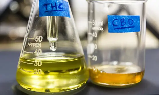 découvrez les 21 nouveaux cannabinoïdes 1 découvrez les 21 nouveaux cannabinoïdes 1