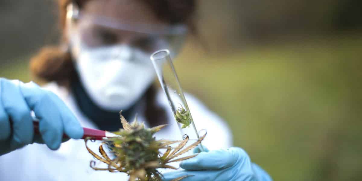 découvrez les 21 nouveaux cannabinoïdes