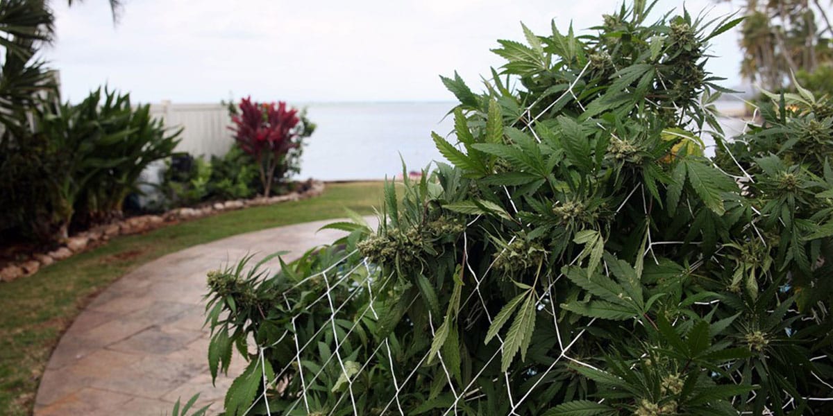 hawaii rejette plus de 20 de sa production annuelle 1